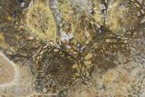Polished Fossil Coral (Actinocyathus) - Morocco #84976-1